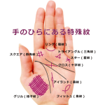 手相の紋で占う